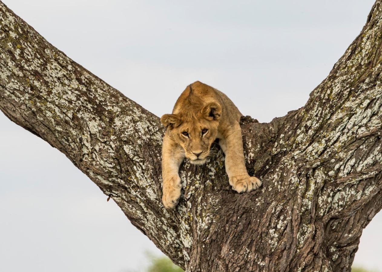 Ngorongoro Lodge Member Of Melia Collection - The Leading Hotels Of The World 외부 사진