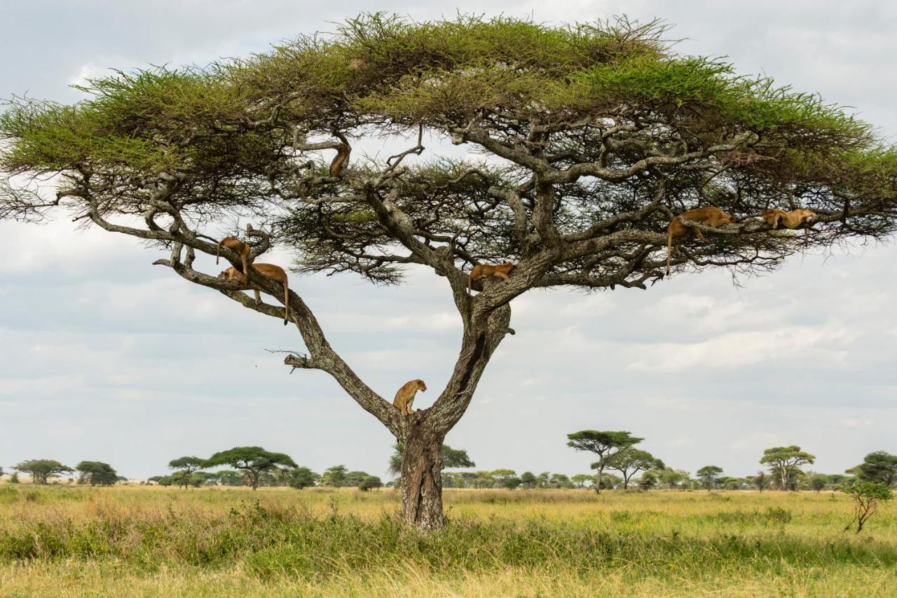 Ngorongoro Lodge Member Of Melia Collection - The Leading Hotels Of The World 외부 사진