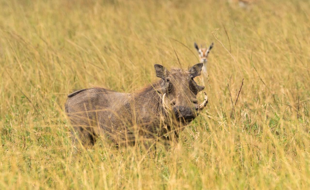 Ngorongoro Lodge Member Of Melia Collection - The Leading Hotels Of The World 외부 사진
