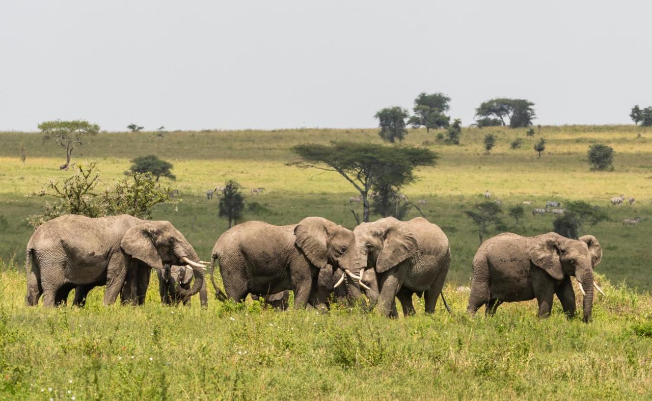 Ngorongoro Lodge Member Of Melia Collection - The Leading Hotels Of The World 외부 사진