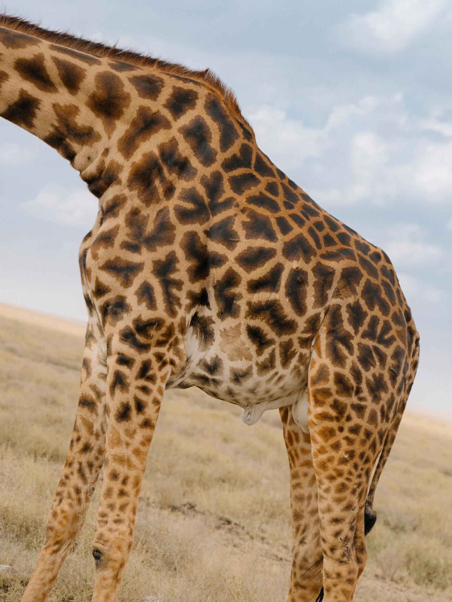 Ngorongoro Lodge Member Of Melia Collection - The Leading Hotels Of The World 외부 사진