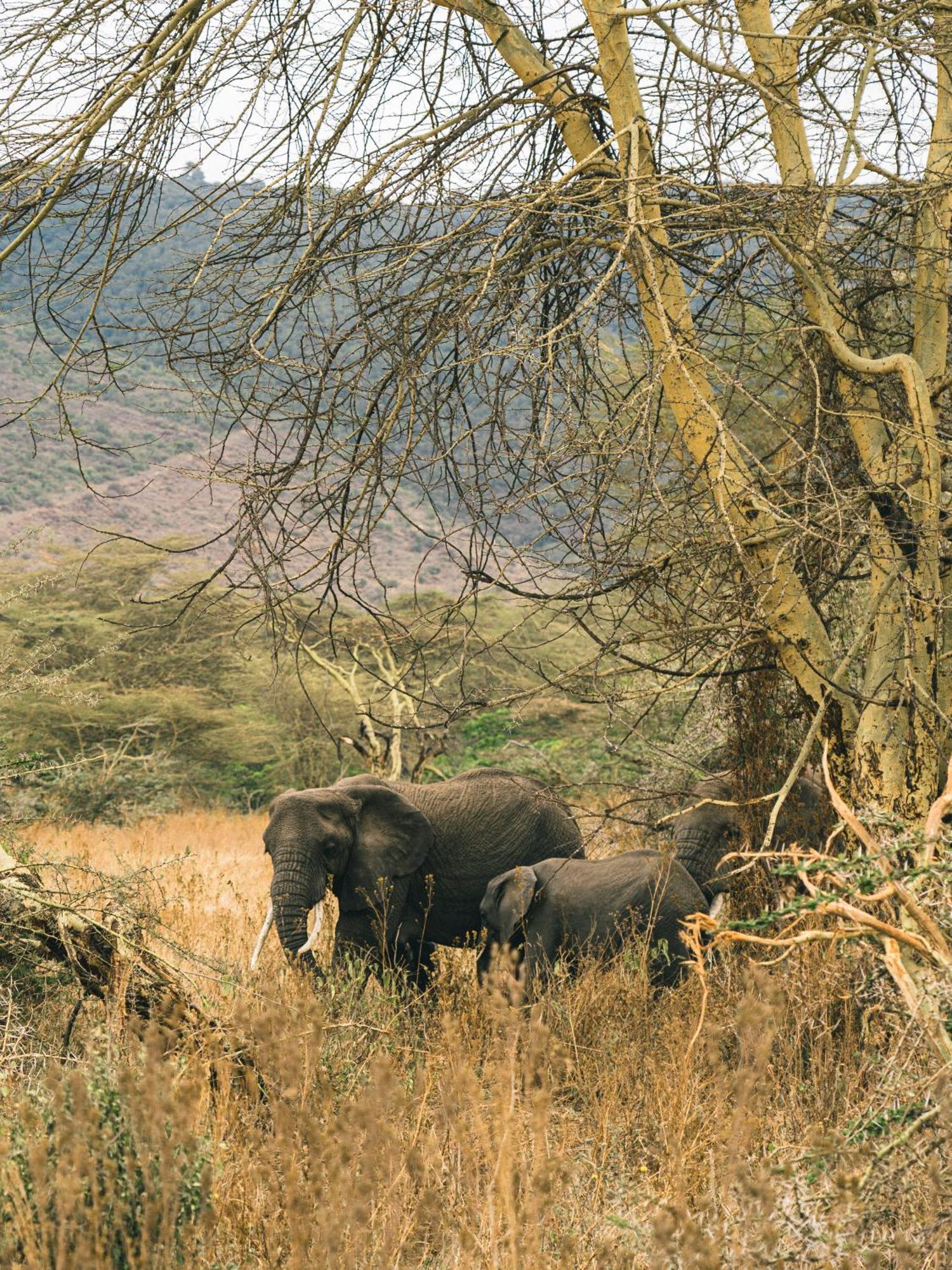 Ngorongoro Lodge Member Of Melia Collection - The Leading Hotels Of The World 외부 사진