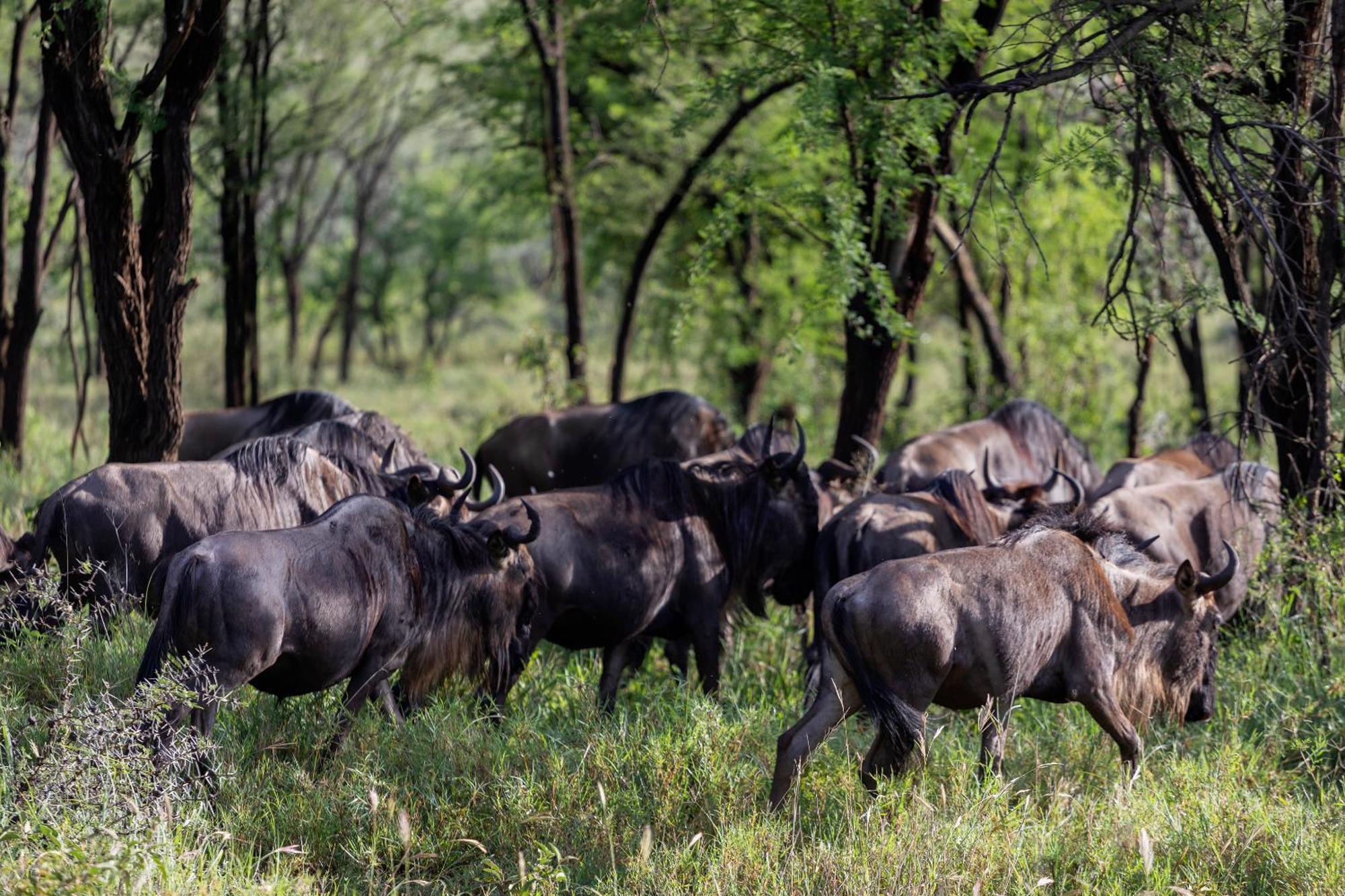 Ngorongoro Lodge Member Of Melia Collection - The Leading Hotels Of The World 외부 사진