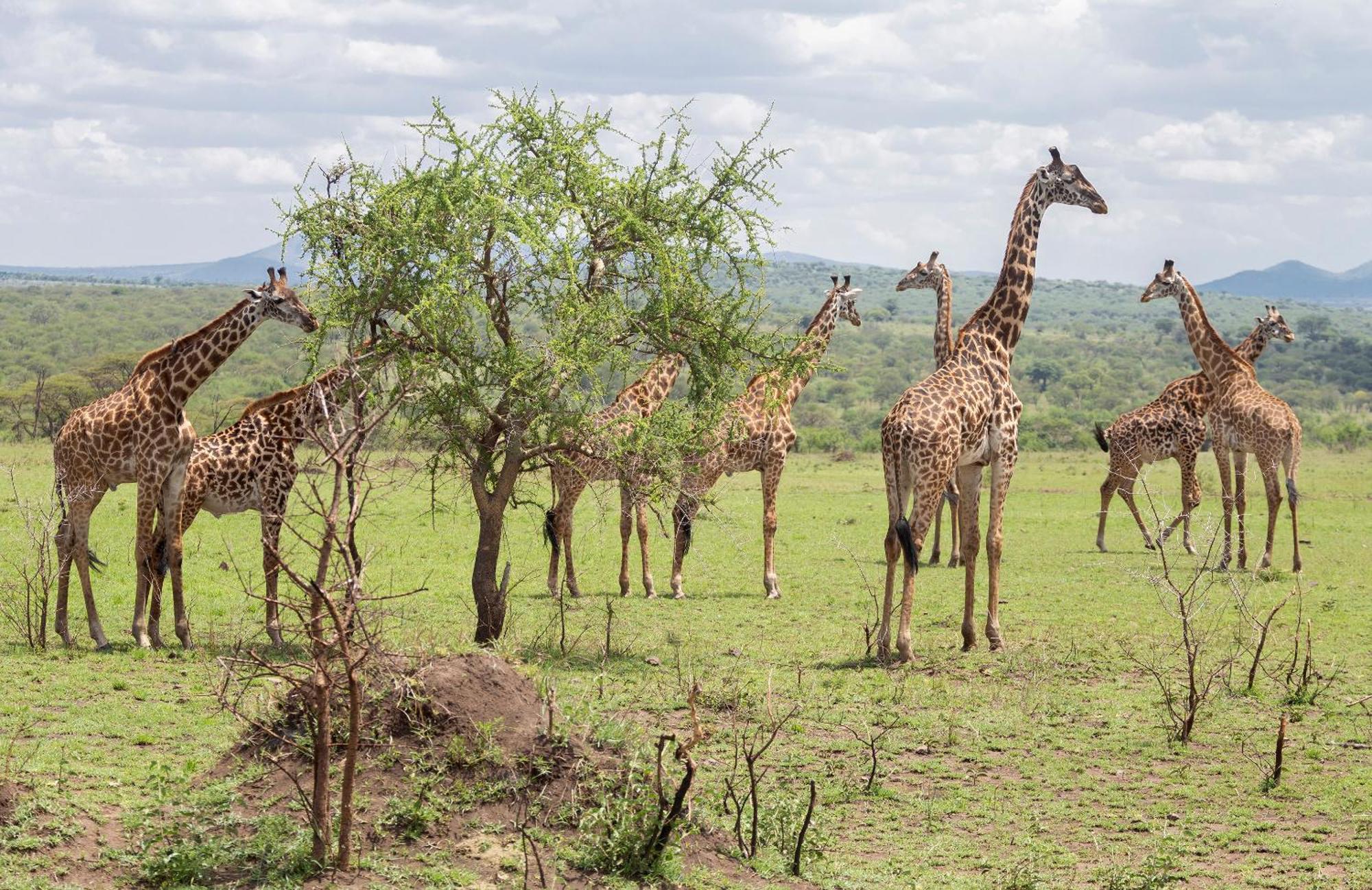 Ngorongoro Lodge Member Of Melia Collection - The Leading Hotels Of The World 외부 사진