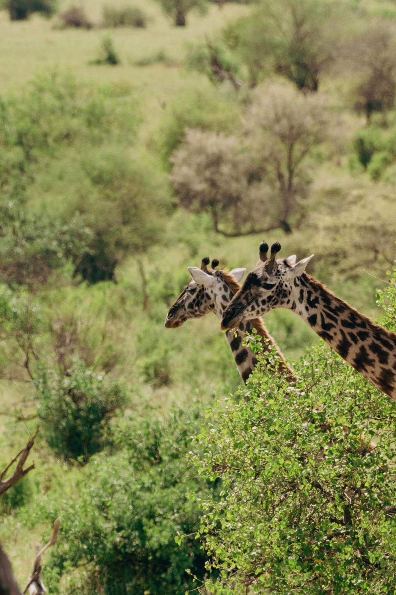 Ngorongoro Lodge Member Of Melia Collection - The Leading Hotels Of The World 외부 사진